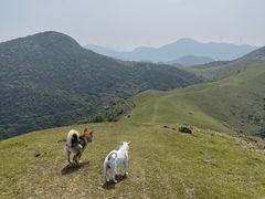 -大姆山草场