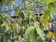 -Torch Coffee 炬点咖啡