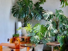-AHAVA·Fang Baking Studio