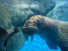 -海合安青岛极地海洋公园
