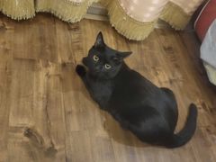 -小叮当动物医院·骨科·眼科