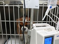 -达爱动物医院·犬猫分区·CT·复杂眼科(远洋山水分院)
