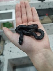 -Moni星球萌宠·小马宝莉·灵蛇·高端高阶全萌宠互动体验俱乐部(红豆国际广场店)