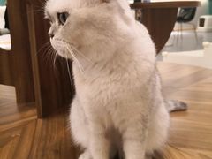 -飞行喵MR PILOT|猫舍·猫咖(静安大融城店)