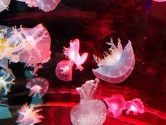 -烟台海昌鲸鲨海洋公园