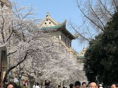 -武汉大学-樱园
