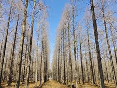 -黄海国家森林公园