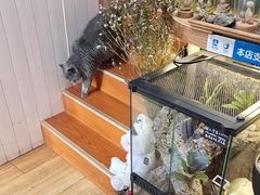 -Rabbit Cafe私房西餐甜点咖啡(栖霞路店)