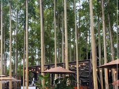 -桉树林A coffee 森林餐厅(三圣乡店)