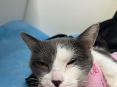 -纳吉亚猫专科动物诊疗中心(蒋宅口分院)