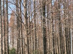 -金岛生态园烧烤露营地