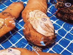 象拔蚌-金龙·打边炉(南京西路店)