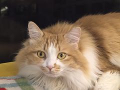 -氷冰凉刨冰甜品(北京路店)