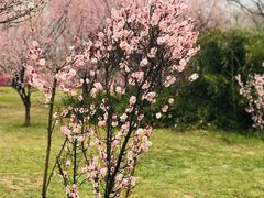 -蜀冈西峰生态公园