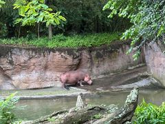 -奥兰多迪士尼动物王国乐园