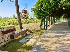 -杭州湾海上花田景区