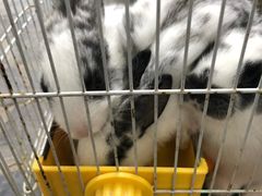 -曲阳花鸟市场(曲阳路店)