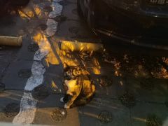 -萌兽医馆·犬猫专科·眼科中心·宠物医院(朝阳门分院)
