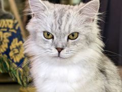 -平行世界·猫咖(首经贸店)