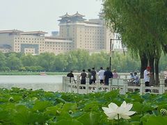 -莲花池公园
