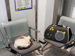 -四月宠物医院·猫专科·心脏专科·内科(转塘店)