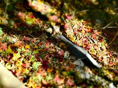 -北京西山国家森林公园