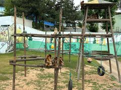 -西霞口神雕山野生动物世界