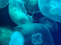 -成都浩海立方海洋公园