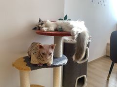 -猫腻·猫咖·撸猫馆(星光大道店)