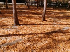 -古塔公园