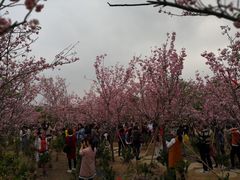 -天适樱花悠乐园