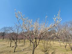-洛阳市隋唐城遗址植物园