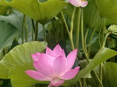 -莲湖公园