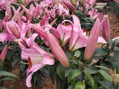 -松山湖梦幻百花洲