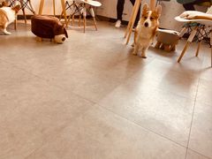 -汪说·狗咖(旺城大厦店)