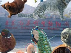 -青藏高原野生动物园