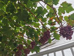 -金谷域澳洲庄园