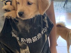 -Let's go狗咖·猫咖·奶狗·桌游(春熙路IFS店)