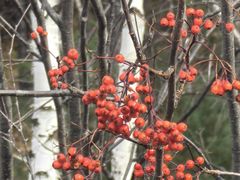 -莫尔道嘎国家森林公园