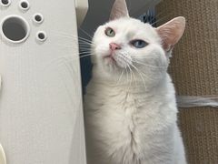 -琪喵猫屋·撸猫猫咖·猫舍