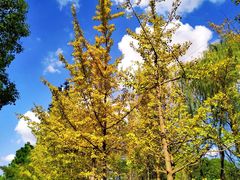 -昆山城市生态森林公园