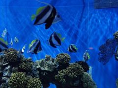 -芜湖新华联大白鲸海洋公园