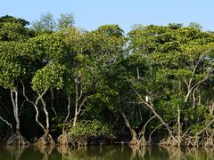 -东寨港红树林旅游区