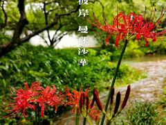 -杭州植物园