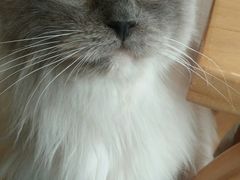 -藏猫猫咖啡主题馆(中央大道店)