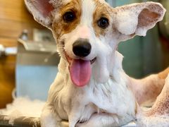 -PETKIT小佩宠物(古北店)