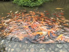 -莫里热带雨林景区
