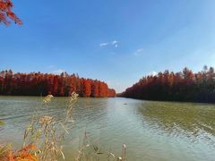 -上海海湾国家森林公园