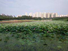 -丁香湖公园