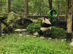 -都江堰中华大熊猫苑